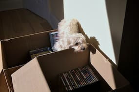 Javier on a Box of DVDs
