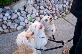 Three Dogs Sitting for a Treat – Lorenzo’s Tongue Out