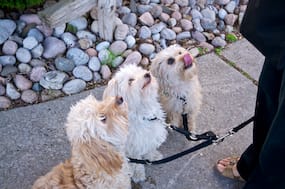 Three Dogs Sitting for a Treat – Javier’s Tongue Out