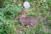 Little Bunny at Cherry Beach