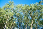 Cherry Beach Trees at 8am