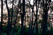 Cherry Beach Trees at 9pm