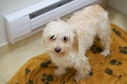 Lorenzo Standing After a Bath