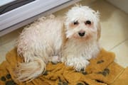 Lorenzo Sitting After a Bath