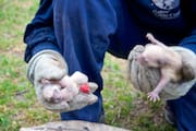 Day-old Raccoon Cubs