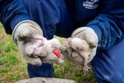 Day-old Raccoon Cubs