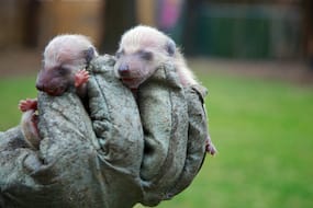 Day-old Raccoon Cubs