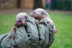 Day-old Raccoon Cubs