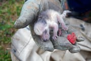 Day-old Raccoon Cub