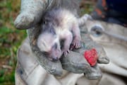 Day-old Raccoon Cub