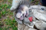 Day-old Raccoon Cub