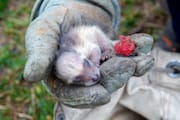 Day-old Raccoon Cub