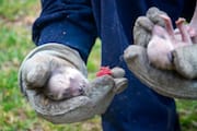 Day-old Raccoon Cubs