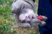 Day-old Raccoon Cub