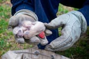 Day-old Raccoon Cubs