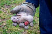 Day-old Raccoon Cubs