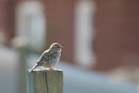 Bird on a Post