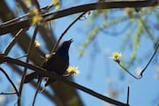 Bird Squawking in a Tree