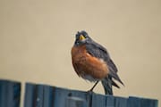 Robin on a Fence