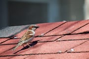 Bird on a Roof