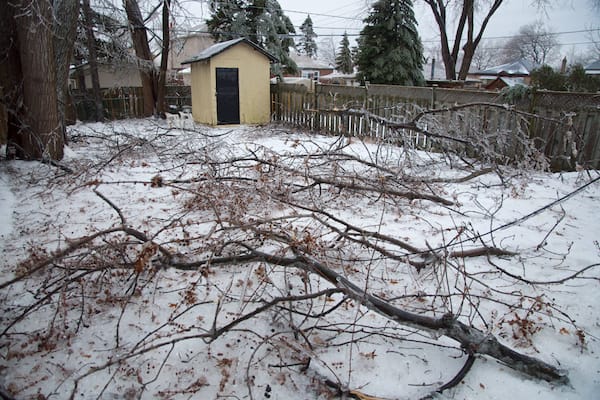 Fallen Ice-Covered Branches