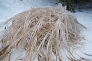Ice-covered Shrub