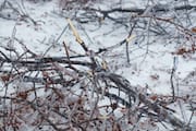 Fallen Ice-covered Branches