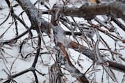 Fallen Ice-covered Branches