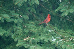 Red Cardinal