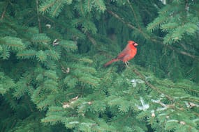 Red Cardinal