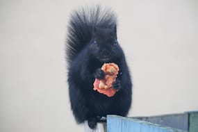 Squirrel Eating Pizza