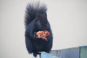 Squirrel Eating Pizza