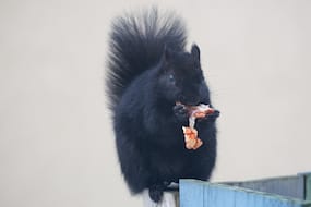 Squirrel Eating Pizza