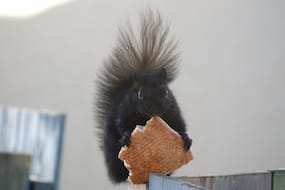 Squirrel Eating Pizza