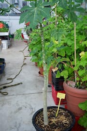 Papaya Tree