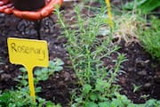 Rosemary