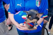 Italian Soccer Dog
